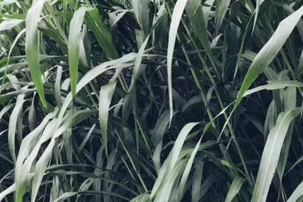 牧草常见的虫害及防治方法，常见的虫害有蝗虫、地老虎、甲虫幼虫等