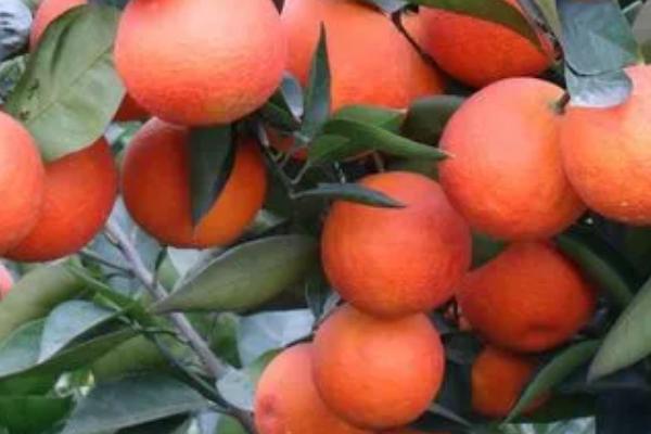 红肉血橙有哪些好品种，塔罗科、摩洛、玫瑰血橙等品种可以选种