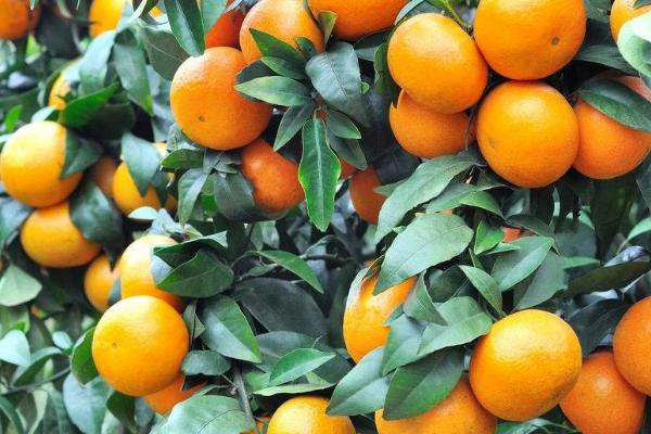 红肉血橙有哪些好品种，塔罗科、摩洛、玫瑰血橙等品种可以选种