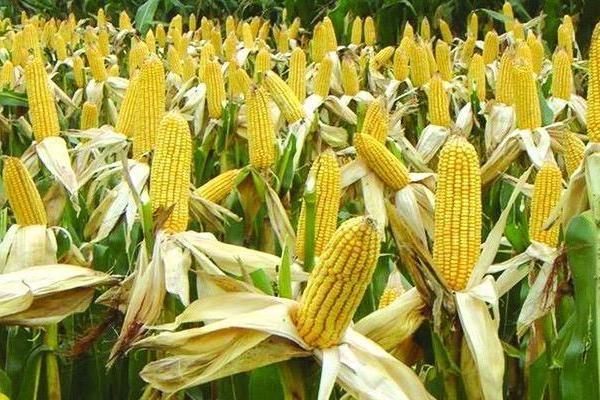 玉米的产地分布，主要有东华北春玉米区、黄淮海平原夏播玉米区等