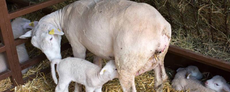 羊产仔后要注意什么，需及时剪除小羊的脐带、并控制好舍内温度
