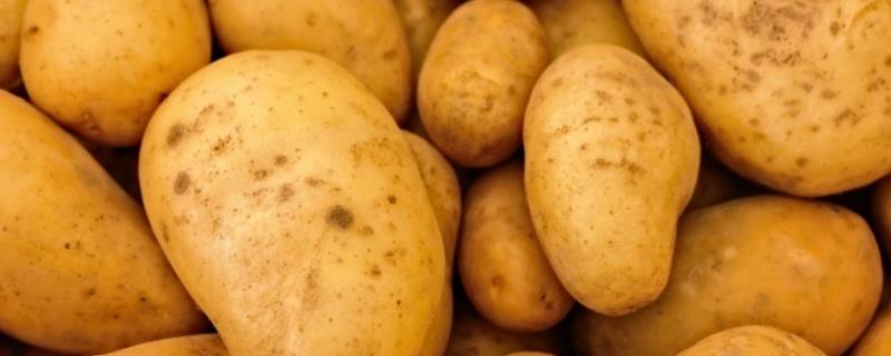 春季土豆种植技术，可在3月初开始催芽