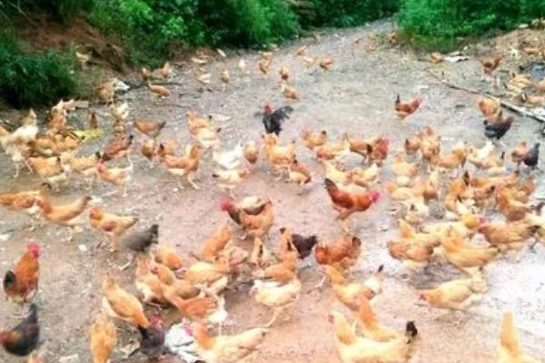环保部门对养鸡场要求，应当符合国家有关畜禽养殖污染防治的要求