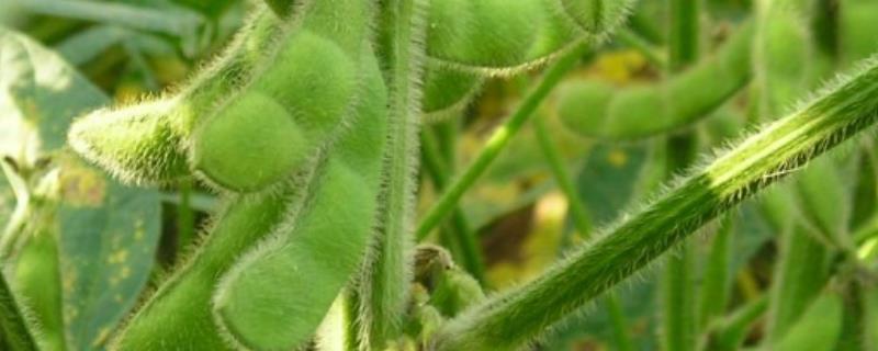 铁豆110大豆种子介绍，注意防治虫害