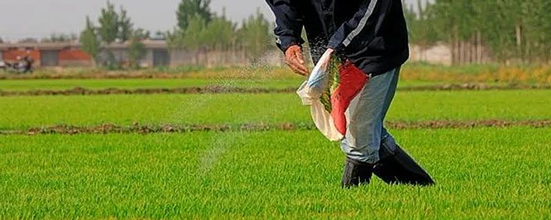 水稻肥料的配比，根据土壤肥力调整肥料比例