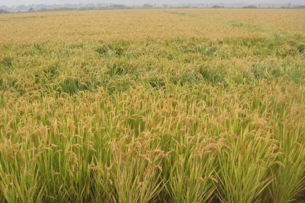 松雅11水稻种子介绍，秧田亩播种量30-40千克