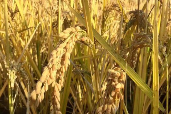 松雅11水稻种子介绍，秧田亩播种量30-40千克