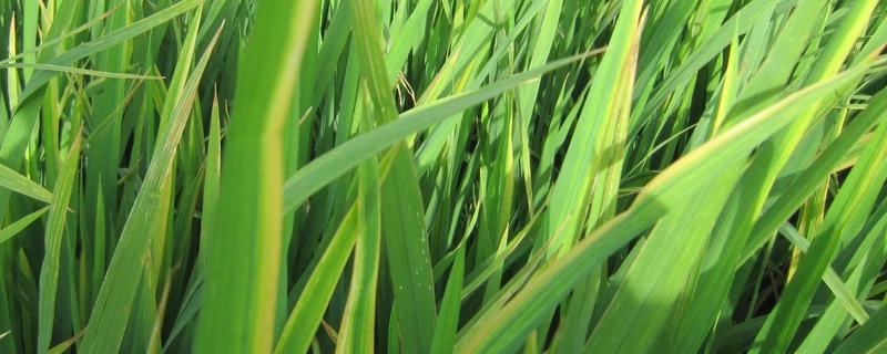 潇两优038水稻种子特点，籼型两系杂交早稻中熟品种