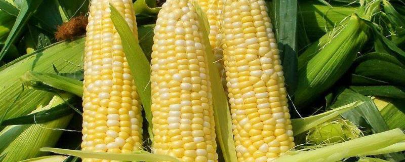 众玉016玉米品种简介，种植密度不宜过大