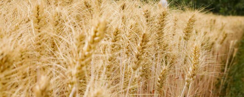 如何确保冬小麦的高产稳产，必须注意以下十点