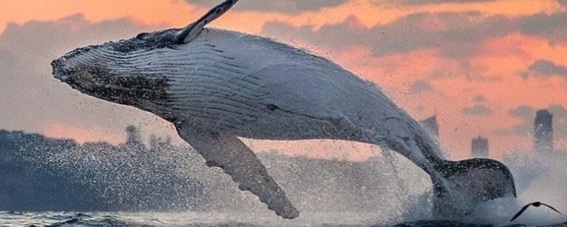 鲸鱼的寿命，不同种类鲸鱼的寿命都是不同的