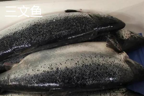 虹鳟鱼和三文鱼有什么区别，个头、颜色和肉色均不同