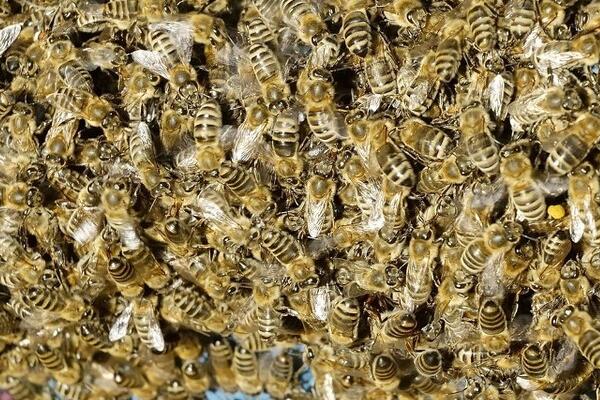 春天怎么管理蜜蜂，重点是要做好春繁工作