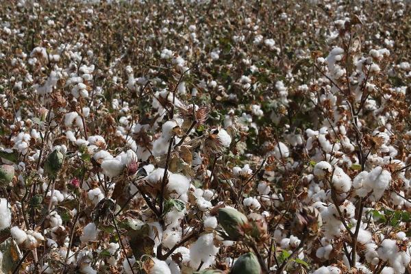 中国棉花的产地，主要集中在黄河流域、长江流域和新疆地区