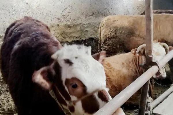 养牛如何喂玉米，可整粒玉米喂牛但需注意不要过量