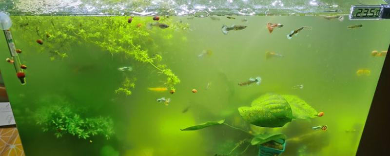 鱼缸的水为什么会变绿，是因为水体营养过剩导致的