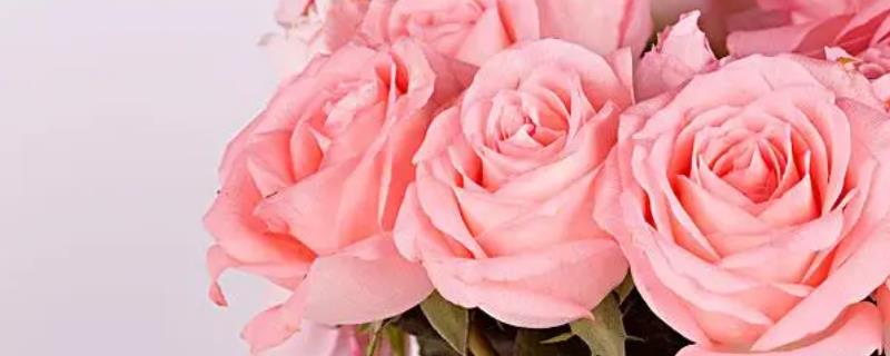粉色玫瑰的花语，寓意初恋、爱的宣言、铭记于心等