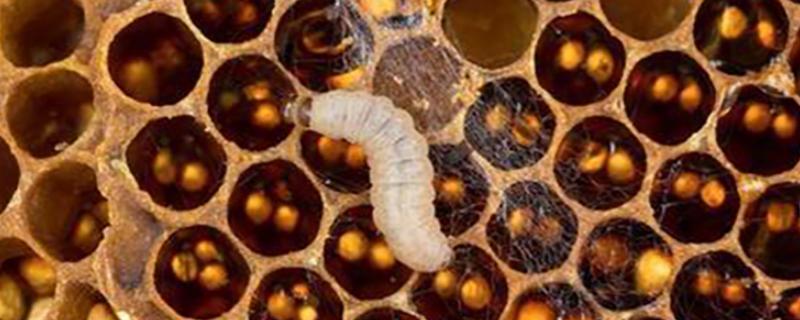 蜜蜂巢虫有哪些专用药，有巢虫清木片、巢虫净、巢虫清灭灵等