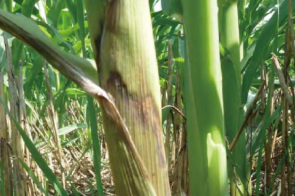 玉米鞘腐病是什么原因导致的，是层出镰孢菌通过种子传播