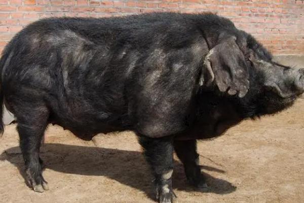 什么品种的猪长得又快又大，常见的有大约克猪、长白猪、杜洛克猪等