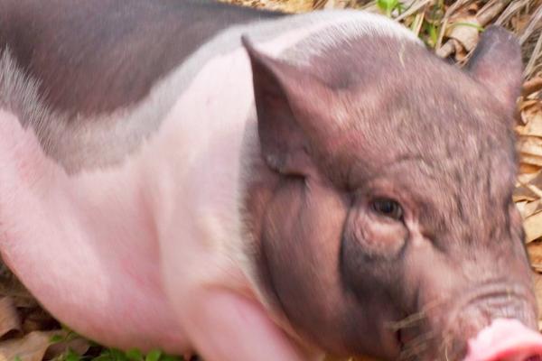 什么品种的猪长得又快又大，常见的有大约克猪、长白猪、杜洛克猪等