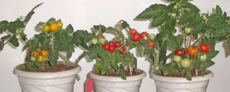 盆栽西红柿有小白虫怎么处理，可以使用黄板诱杀
