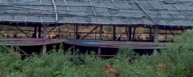 简单的养鸡棚怎么建造，可就地取材采用竹木做框架