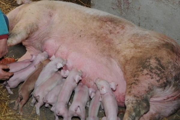母猪一般隔多久产下一头猪仔，大约每隔10-20分钟产出一头