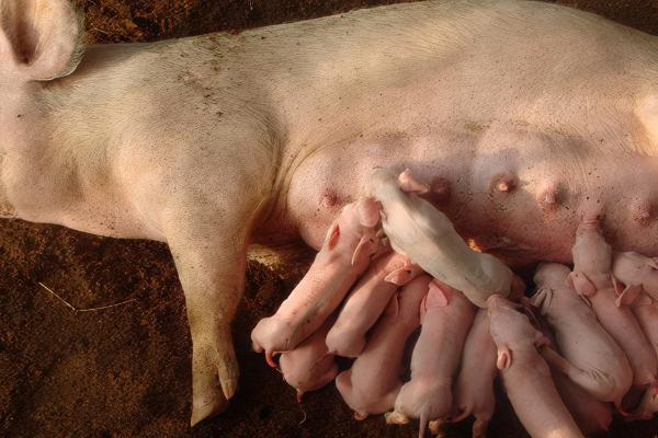 母猪有眼屎怎么办，可以使用滴眼液或者红霉素眼膏