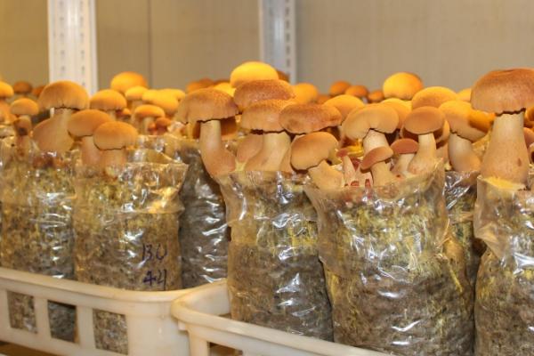 蘑菇的家庭种植方法，每天要保持土壤的湿润