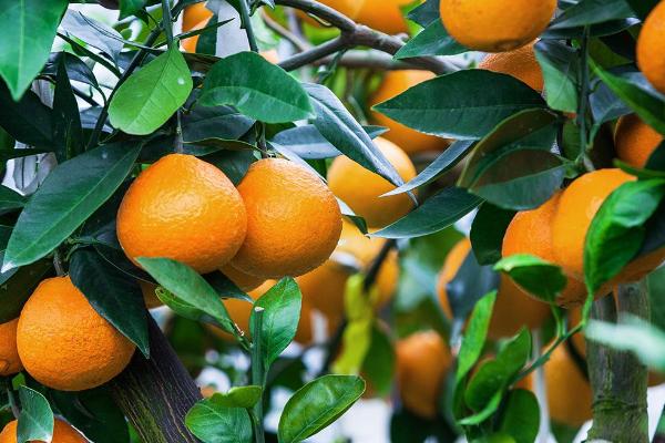 增加柑橘甜度要施什么肥，增加有机肥的施用量并在采果后及时施入基肥