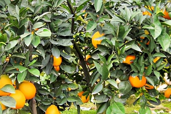 增加柑橘甜度要施什么肥，增加有机肥的施用量并在采果后及时施入基肥
