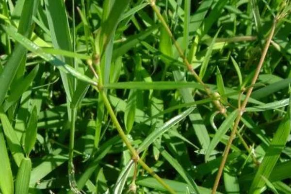 白花蛇舌草的种植方法，春季和秋季都可以种植