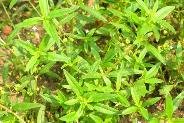 白花蛇舌草的种植方法，春季和秋季都可以种植