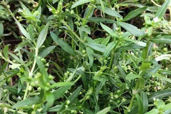 白花蛇舌草的种植方法，春季和秋季都可以种植