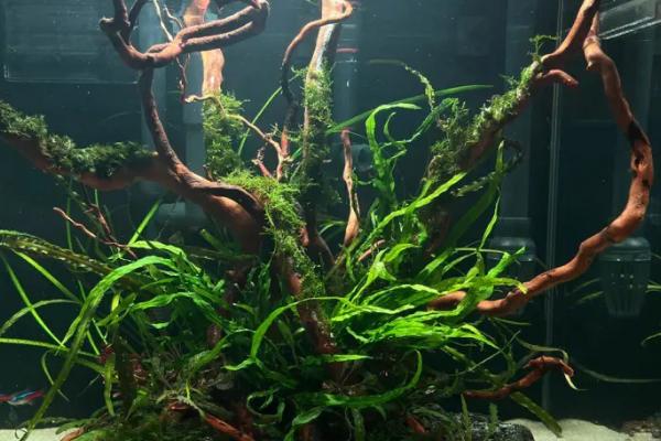 常见的水草种类，常见的有莫斯水草、水榕水草和细叶铁皇冠等