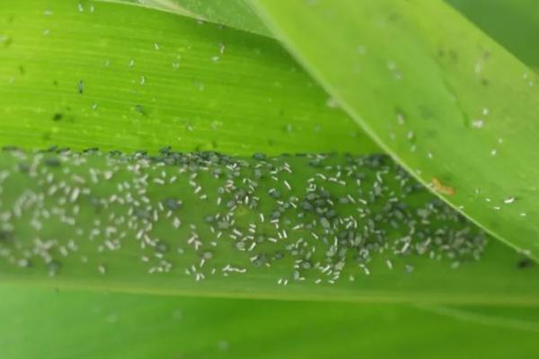 玉米蚜虫的为害特点，幼苗期主要为害心叶