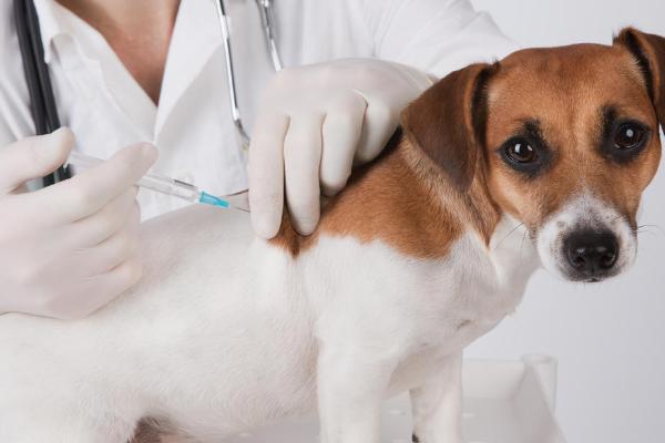 小狗流鼻涕能打疫苗吗，不建议在生病的时候去打疫苗