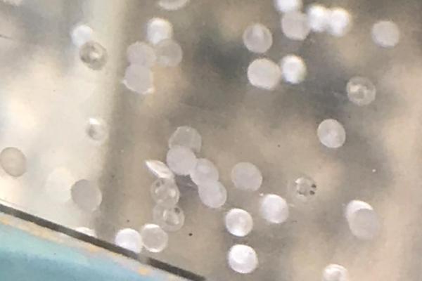 金鱼多长时间繁殖一次，繁殖周期为一年
