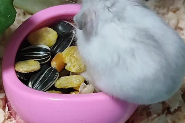 银狐仓鼠饲养环境，最适宜饲养温度为20-28℃