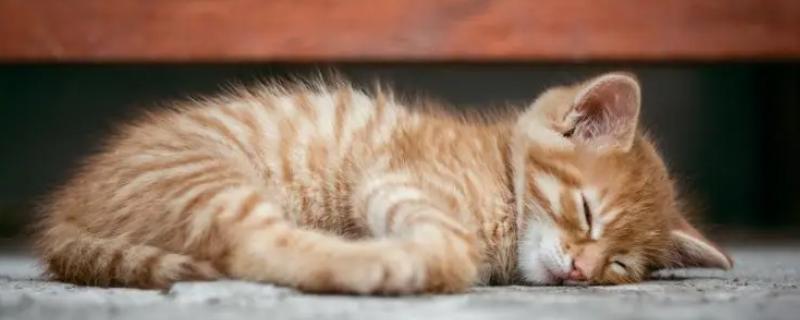 猫咪咳嗽的原因，一般是由慢性支气管炎、呼吸道感染等导致的