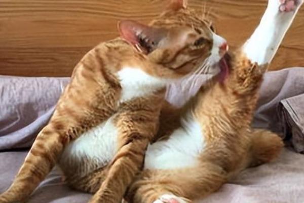 猫咪为什么那么爱舔毛，舔毛很好地帮助猫咪散热