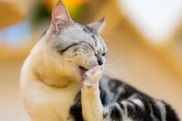 猫咪为什么那么爱舔毛，舔毛很好地帮助猫咪散热