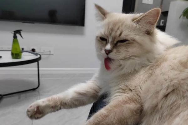 猫咪为什么那么爱舔毛，舔毛很好地帮助猫咪散热