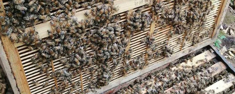 一脾中蜂如何繁成强群，首先要保证温度和湿度且有丰富蜜源