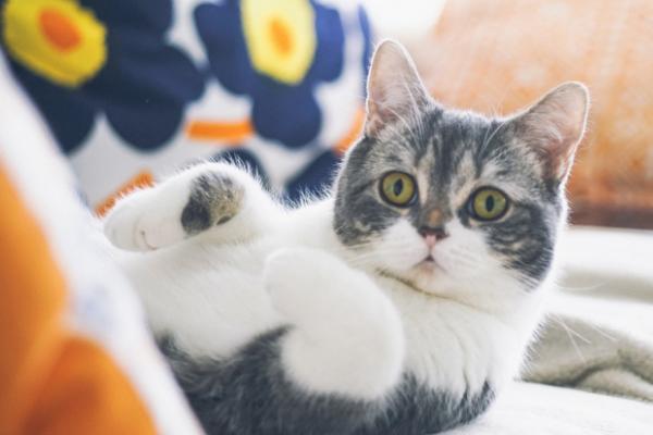 猫咪多久可以适应新环境，通常需要一周左右的时间适应