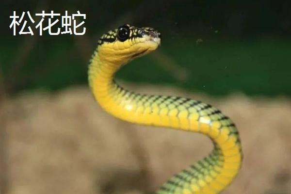 菜花蛇属于几级保护动物，属于三有保护动物