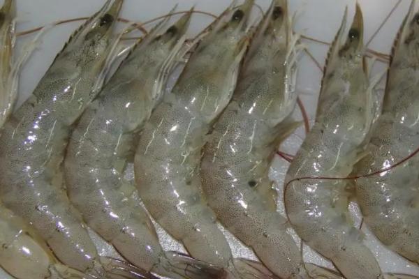 淡水养虾哪些品种好，可选择罗氏沼虾、斑节对虾、中国对虾等
