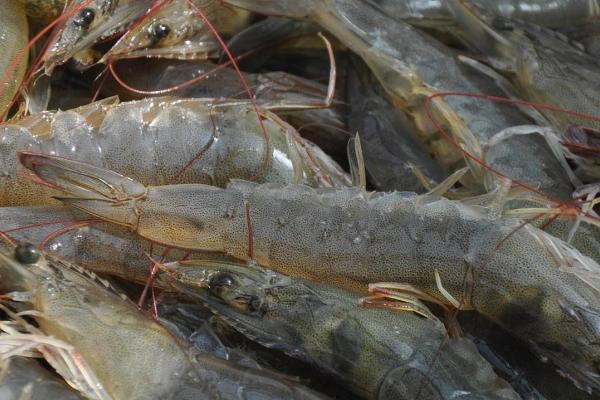 淡水养虾哪些品种好，可选择罗氏沼虾、斑节对虾、中国对虾等