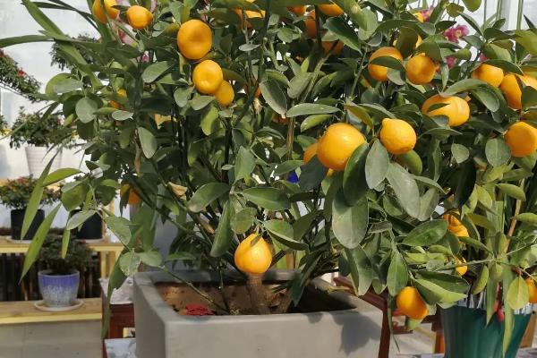 盆栽橘子树的养殖方法，盆土每隔1-2年要更换一次